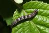 Theria primaria